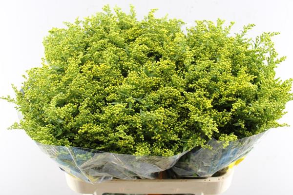 <h4>Solidago Carzan Glory L 80/50</h4>