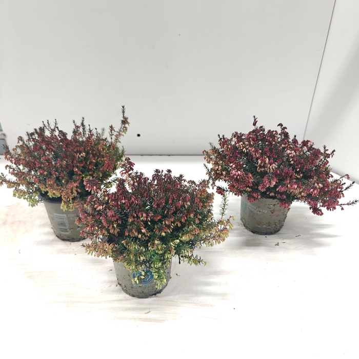 <h4>Erica carnea. Winter Ladies® 'Sarah'</h4>