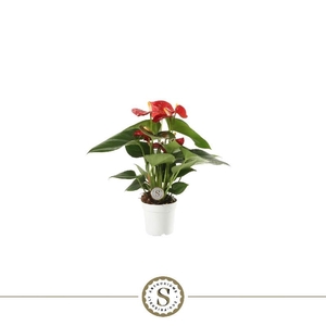 Anthurium Andreanum Red Champion