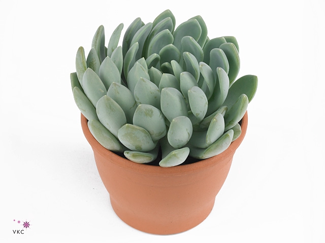 Echeveria Elegans