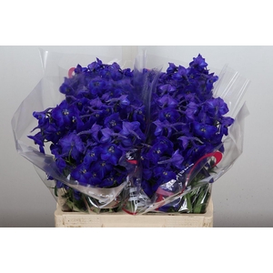 Delphinium EN 'Atlantis'