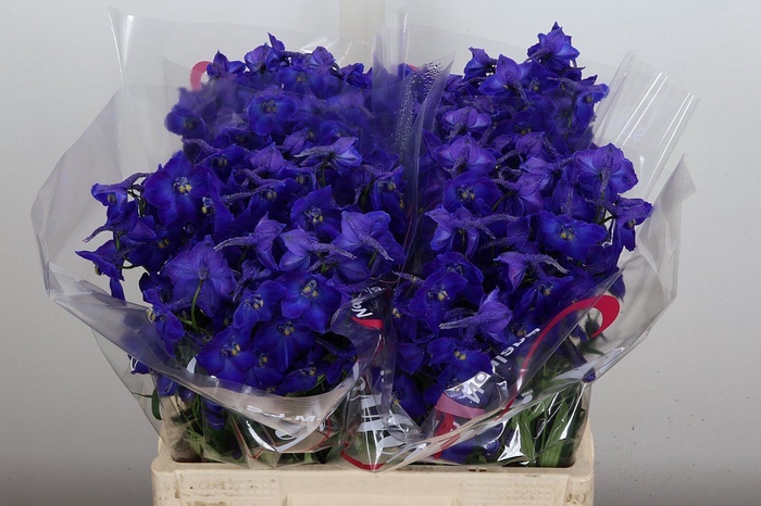 <h4>Delphinium EN 'Atlantis'</h4>