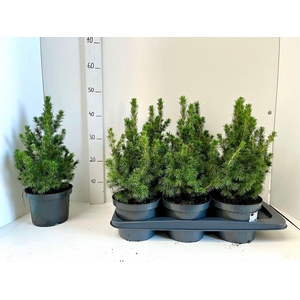 PICEA GL CONICA