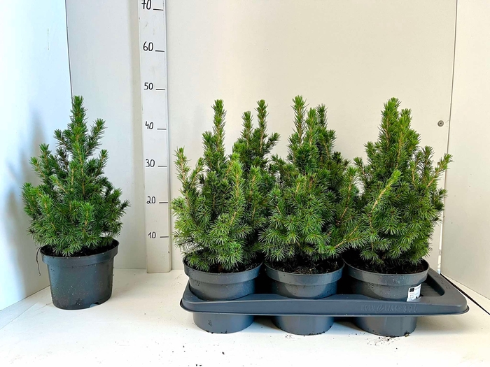 <h4>PICEA GL CONICA</h4>