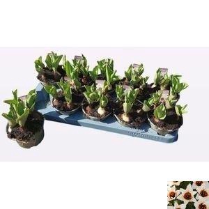 <h4>!! PROMO !! TULIPA TARDA WHITE P12</h4>