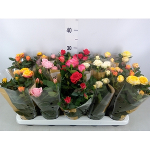 Rosa  'Kordana Grande'   ...mix