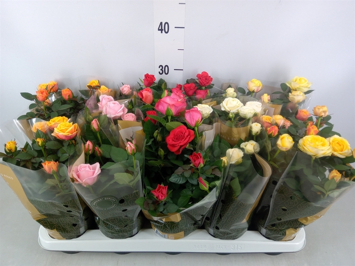 <h4>Rosa  'Kordana Grande'   ...mix</h4>