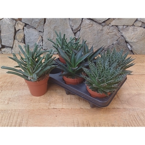 PAREL 46.2 Succulent Special mix 12cm