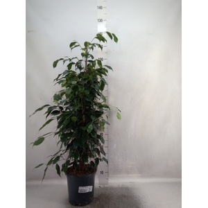 Ficus benja. 'Danielle'