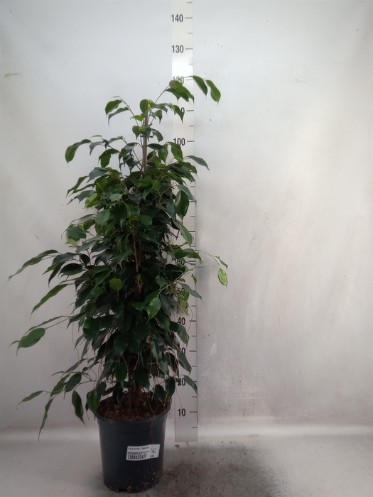 Ficus benja. 'Danielle'