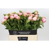 Paeonia Colonel Owen Cousins