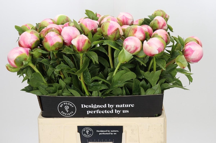 Paeonia Colonel Owen Cousins