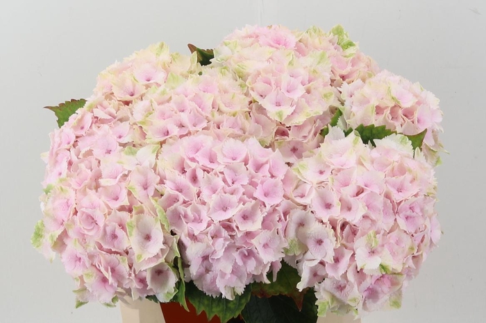 <h4>Hydr M Mag Emerald</h4>