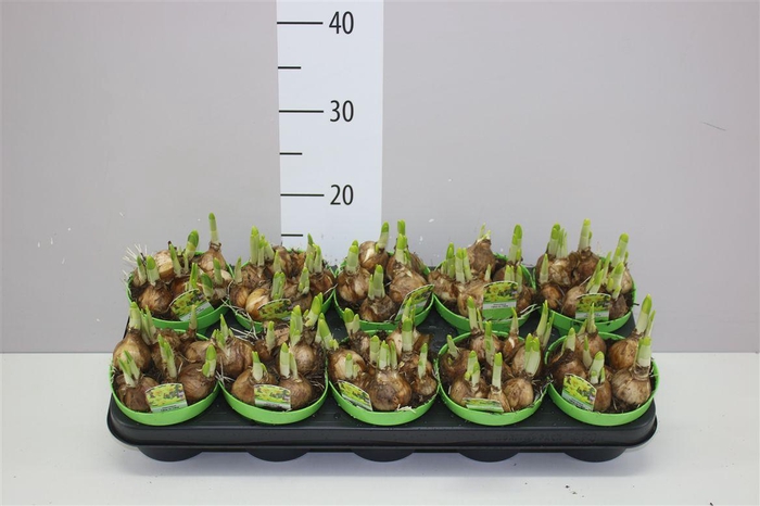 <h4>Narcis Tete A Tete</h4>