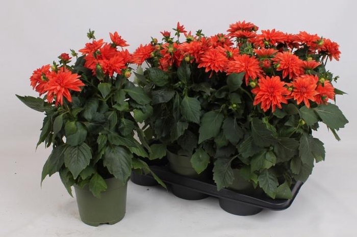 <h4>DAHL HYPNO ORANGE</h4>