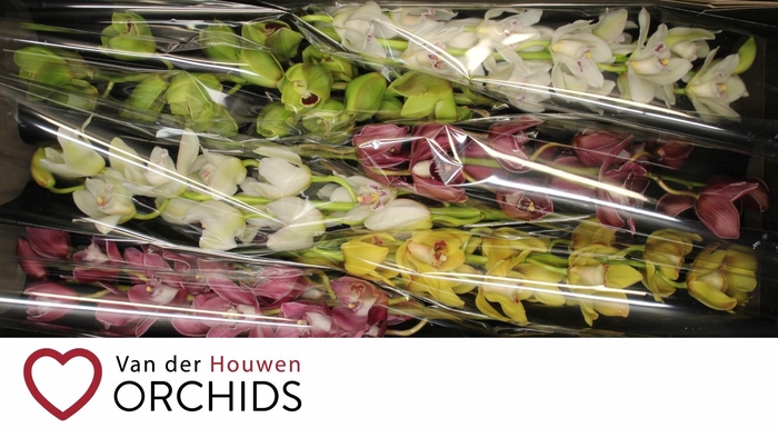 <h4>80 cm gemengd</h4>