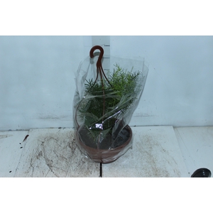 ASPARGO ALFINETE C21