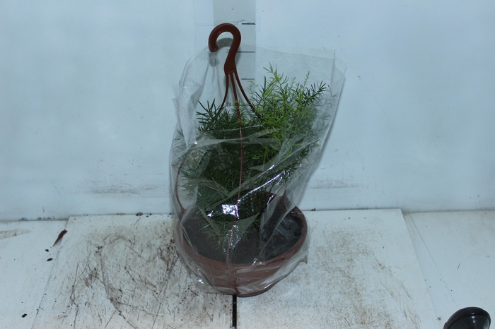 ASPARGO ALFINETE C21