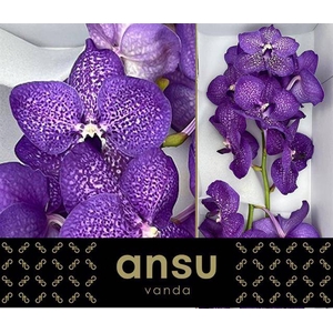 VANDA S VIOLET BLUE