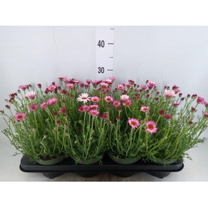 Rhodanthemum hosm. 'Zagora Pink'