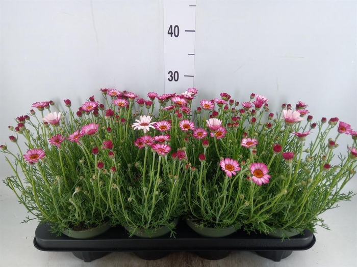 <h4>Rhodanthemum hosm. 'Zagora Pink'</h4>