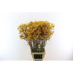 Anigoz Yellow