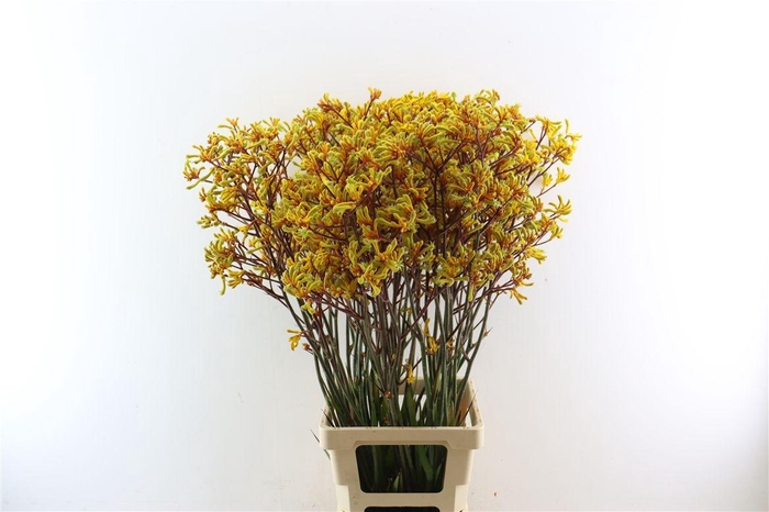 Anigoz Yellow