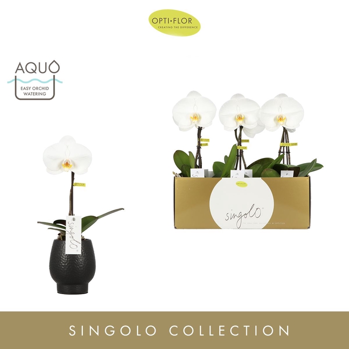 Phalaenopsis wit meer takken