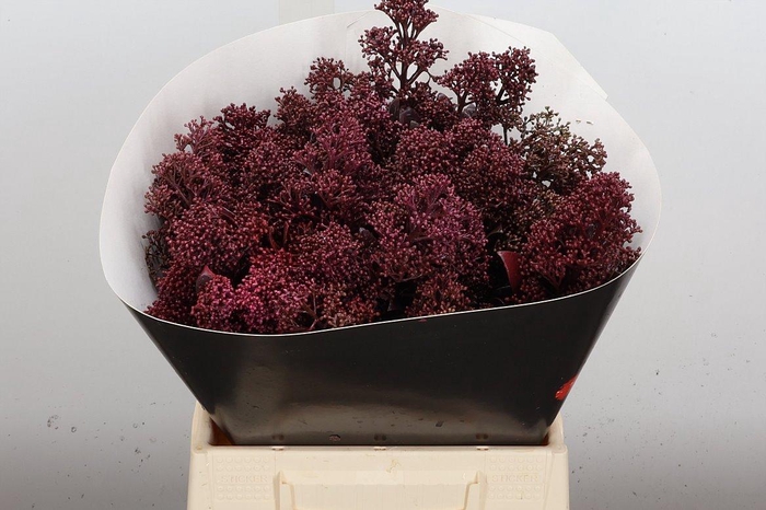 <h4>Skimmia Wx Aubergine</h4>