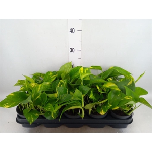 Epipremnum pinn. 'Aureum'