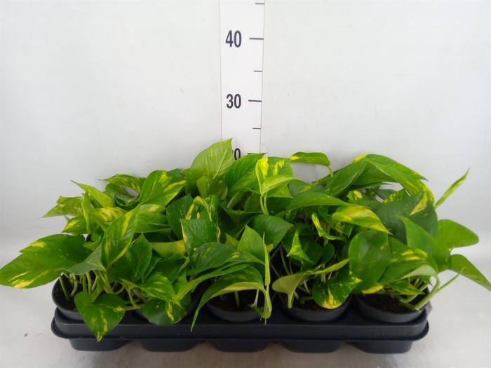 <h4>Epipremnum pinn. 'Aureum'</h4>
