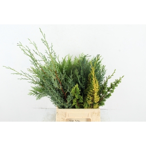 CONIFEER MIXED PER BUNCH