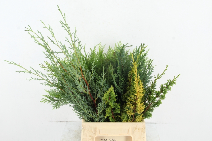 <h4>CONIFEER MIXED PER BUNCH</h4>