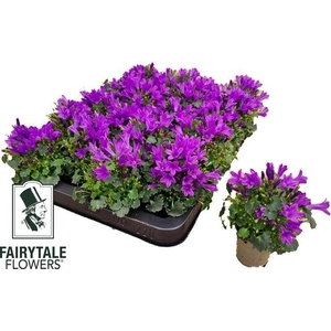 Campanula portenschlagiana Get Me 5,5Ø 10cm