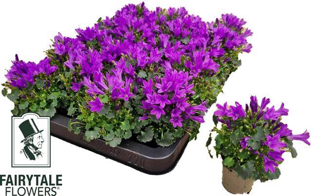 Campanula portenschlagiana Get Me 5,5Ø 10cm