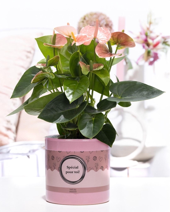 <h4>Anthurium pink (Spirit) in P&P cadeau concept: SPECIAL POUR TOI!</h4>
