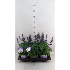 Salvia  'Salgoon Lake Blueberry'