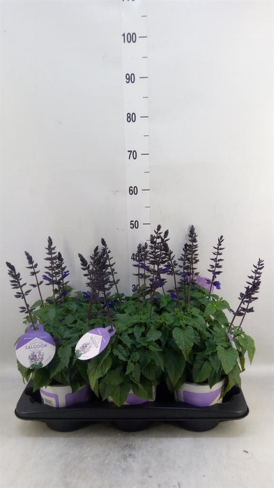 <h4>Salvia  'Salgoon Lake Blueberry'</h4>