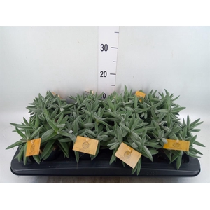 Crassula  'Kraaiepootje'