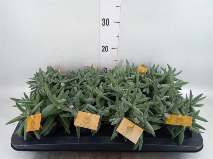 <h4>Crassula  'Kraaiepootje'</h4>