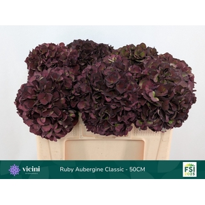 HYDR M MAG RUBY CL P