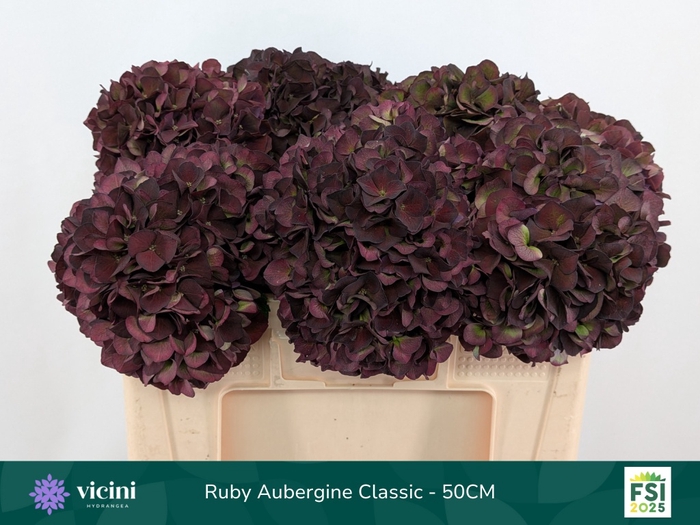 <h4>HYDR M MAG RUBY CL P</h4>