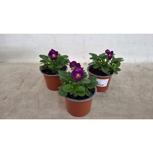Viola Cornuta Cassis