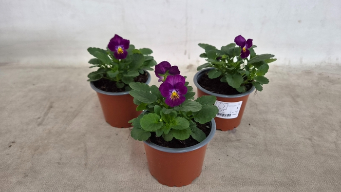 <h4>Viola Cornuta Cassis</h4>
