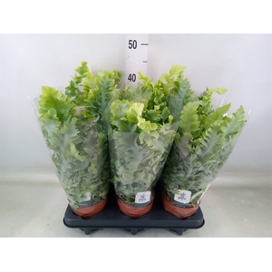 Phlebodium aureum 'Davana'