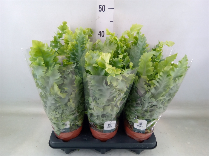 <h4>Phlebodium aureum 'Davana'</h4>