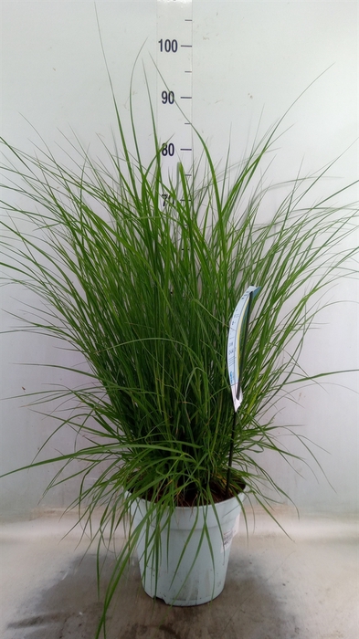 <h4>Pennisetum alopec. 'Hameln'</h4>