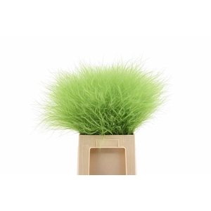 Dried Stypha Apple Green(10 Toef) Bunch