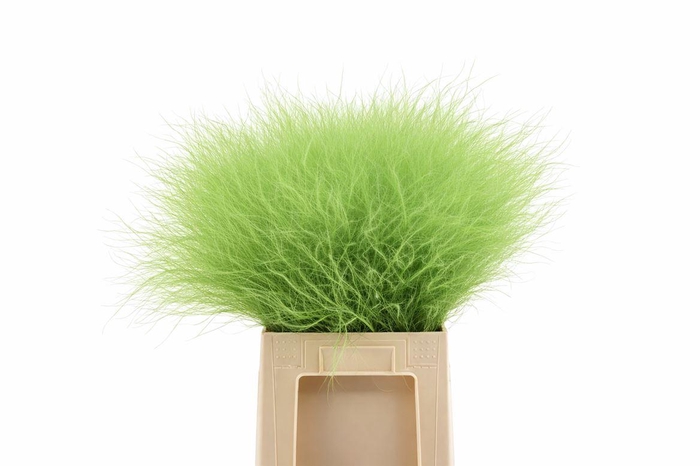 Dried Stypha Apple Green(10 Toef) Bunch