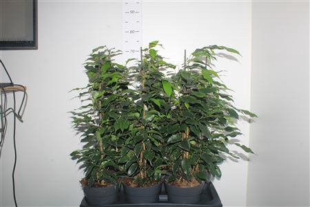 <h4>Fic Be Danielle</h4>